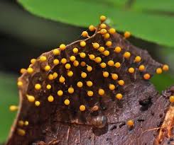 Attēlu rezultāti vaicājumam “Craterium aureum”