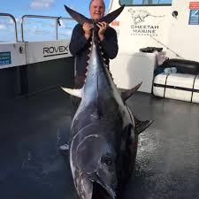 Image result for giant tuna