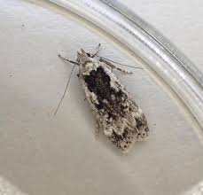 Attēlu rezultāti vaicājumam “Anacampsis blatariella”