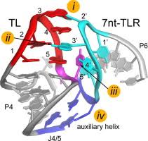 Image result for the end of the t-loop structure
