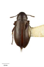 Attēlu rezultāti vaicājumam “Melandryidae”