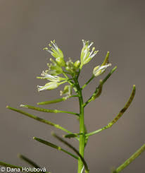 Attēlu rezultāti vaicājumam “Cardamine impatiens leaf”