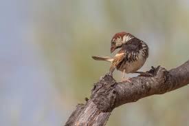 Image result for Passer hispaniolensis