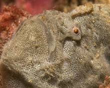 Attēlu rezultāti vaicājumam “Licea pygmaea sessile”