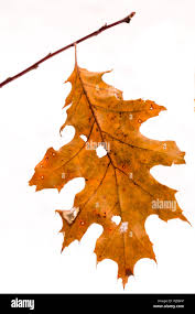 Attēlu rezultāti vaicājumam “Quercus rubra leaf”