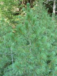 Attēlu rezultāti vaicājumam “Pinus peuce”