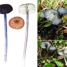 Attēlu rezultāti vaicājumam “Diderma montanum var. album spores”