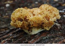 Attēlu rezultāti vaicājumam “Sparassis crispa”