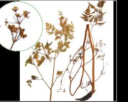 Attēlu rezultāti vaicājumam “Conioselinum tataricum”