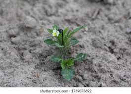 Attēlu rezultāti vaicājumam “Viola arvensis bud”