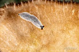 Attēlu rezultāti vaicājumam “Plathelminthes”