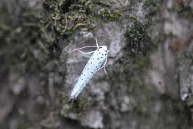 Attēlu rezultāti vaicājumam “Yponomeuta evonymella”