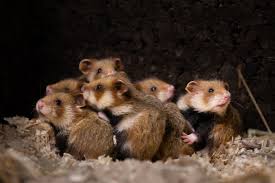 Afbeeldingsresultaat voor hamsters