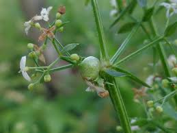 Attēlu rezultāti vaicājumam “Geocrypta galii”