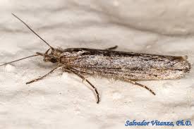 Attēlu rezultāti vaicājumam “Ypsolophidae”