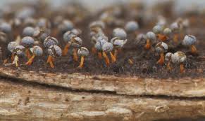 Attēlu rezultāti vaicājumam “Physarum xanthinum sessile”