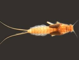 Attēlu rezultāti vaicājumam “Ephemeroptera larva”