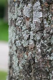 Attēlu rezultāti vaicājumam “Physcia aipolia”