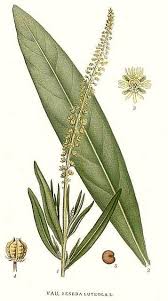Image result for Reseda luteola