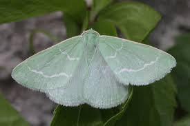 Attēlu rezultāti vaicājumam “Thetidia smaragdaria”