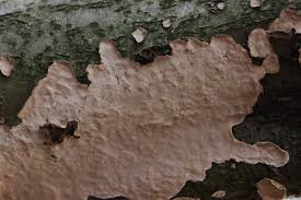 Attēlu rezultāti vaicājumam “Stereum rugosum”