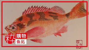 「魚拓」的圖片搜尋結果