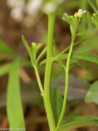 Image result for Iberis amara