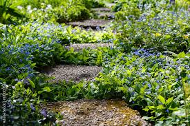 Image result for Omphalodes verna