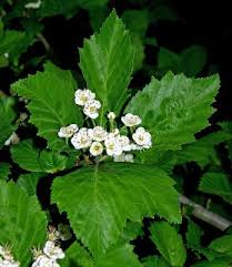 Attēlu rezultāti vaicājumam “Crataegus chrysocarpa”