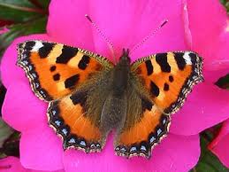 Image result for Small Tortoiseshell