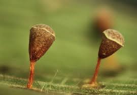 Attēlu rezultāti vaicājumam “Physaraceae”