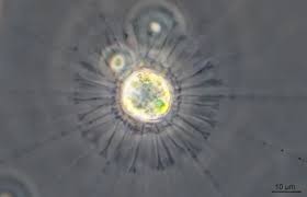 Attēlu rezultāti vaicājumam “Tubifera sp.”