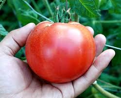 Afbeeldingsresultaat voor bloody butcher tomato