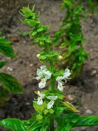 Attēlu rezultāti vaicājumam “Ocimum basilicum flower”
