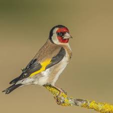 Attēlu rezultāti vaicājumam “Carduelis carduelis”