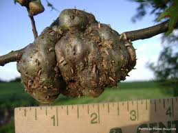 Attēlu rezultāti vaicājumam “gall”