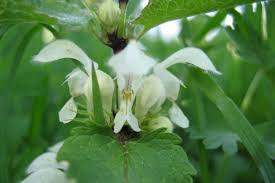 Attēlu rezultāti vaicājumam “Lamium album flower”