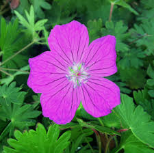 Attēlu rezultāti vaicājumam “Geranium sanguineum”