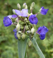 Attēlu rezultāti vaicājumam “Tradescantia virginiana”