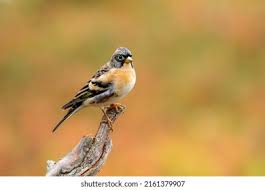 Image result for Fringilla montifringilla
