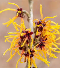 Attēlu rezultāti vaicājumam “Hamamelis japonica”