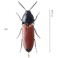 Attēlu rezultāti vaicājumam “Ampedus sp.”