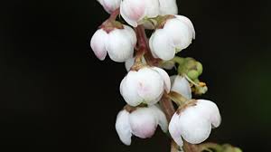 Attēlu rezultāti vaicājumam “Pyrola media”