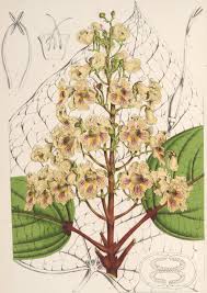 Attēlu rezultāti vaicājumam “Catalpa ovata flower”