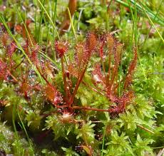 Attēlu rezultāti vaicājumam “Drosera intermedia”