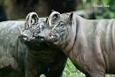 Babirusa in Nantu Adudu