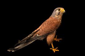 Attēlu rezultāti vaicājumam “Falco tinnunculus”