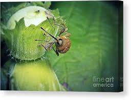 Attēlu rezultāti vaicājumam “Curculio nucum”