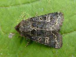 Attēlu rezultāti vaicājumam “Tholera cespitis”