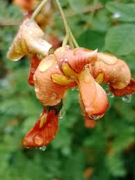 Image result for Colutea x media (arborescens x orientalis)